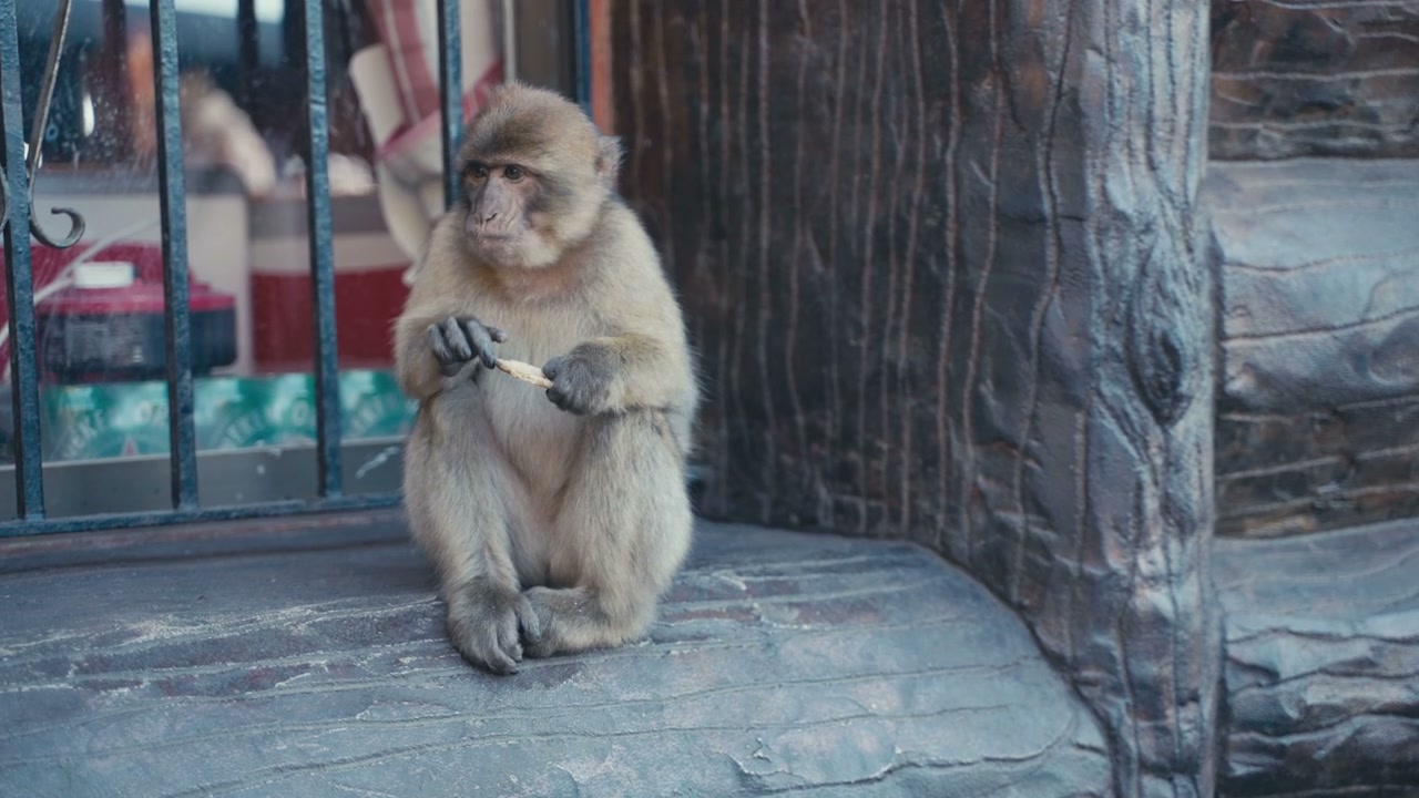 Young Barbary Macaque Eating Biscuit