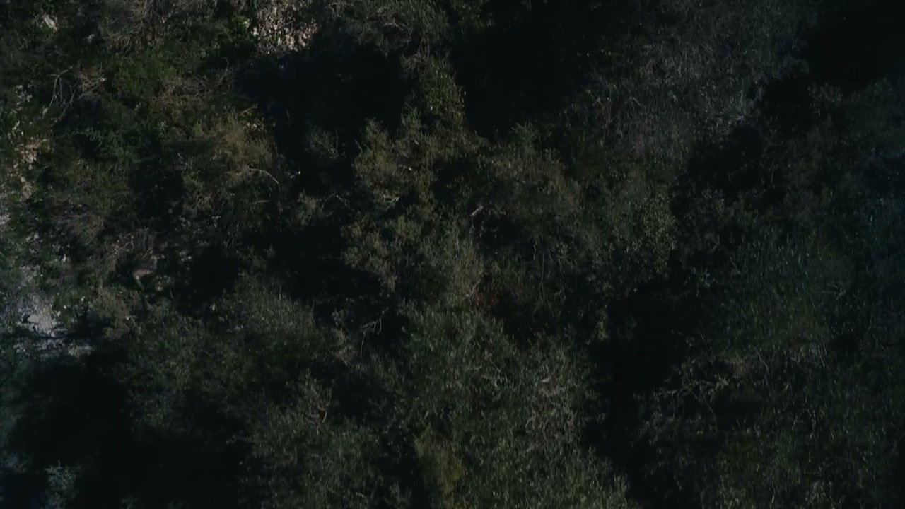 Aerial View Over Dense Trees and Mountain Road