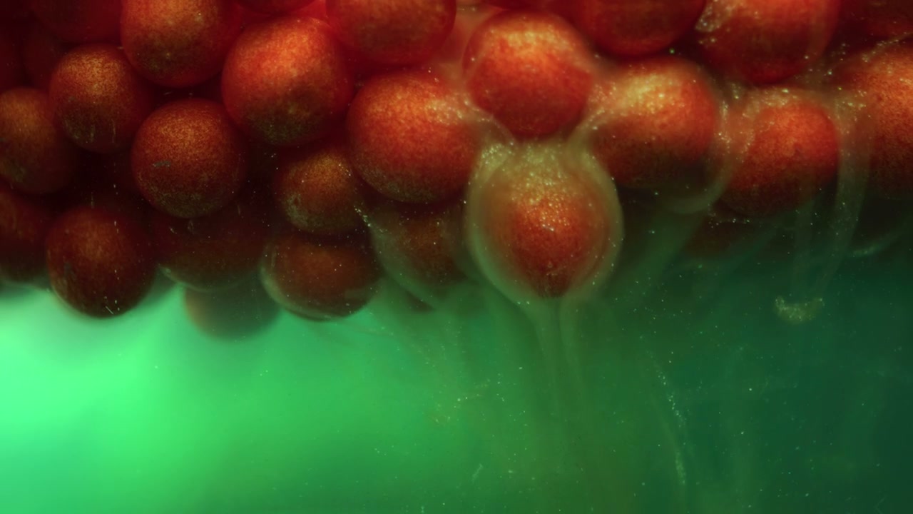 Abstract Macro Organic Cells in Green Liquid