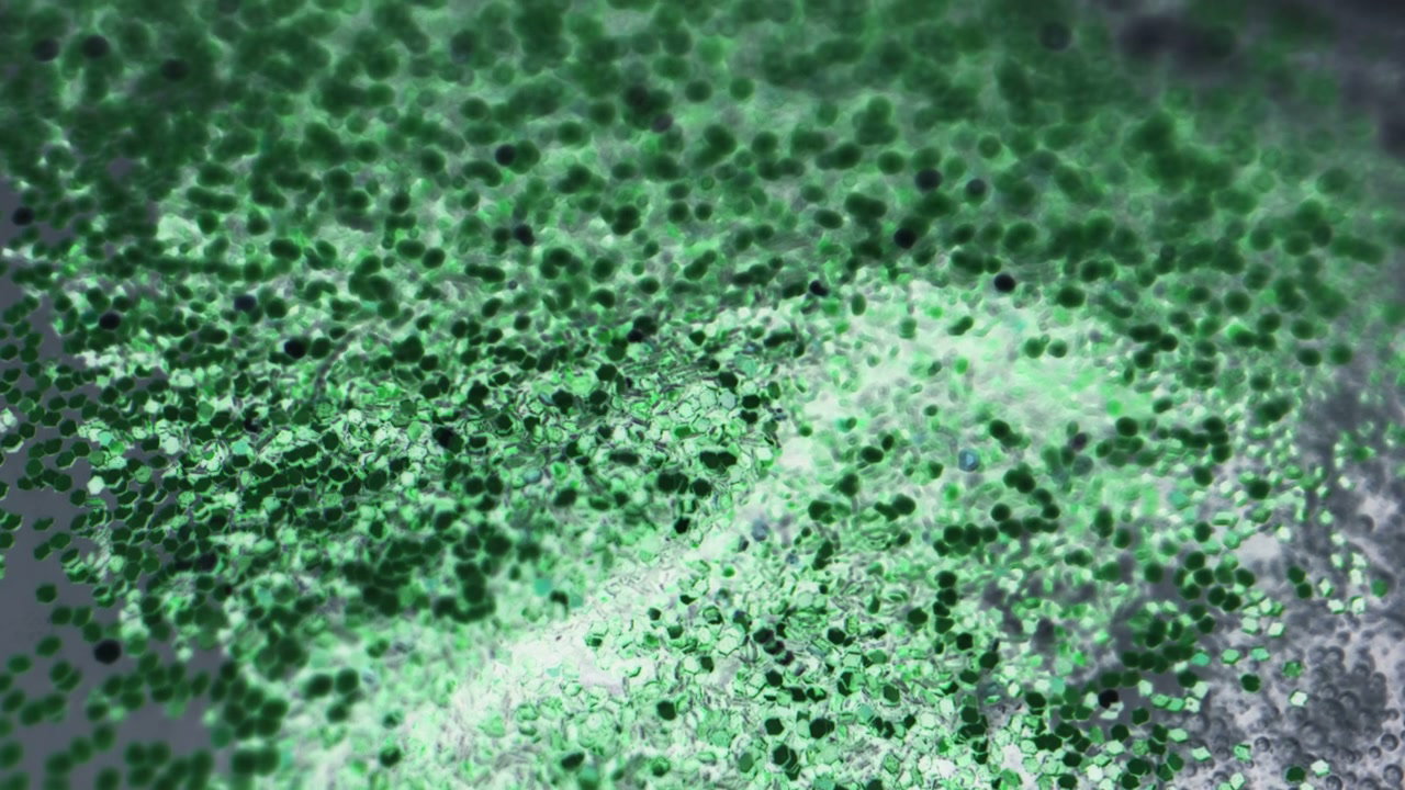 Morphing Green Organic Texture