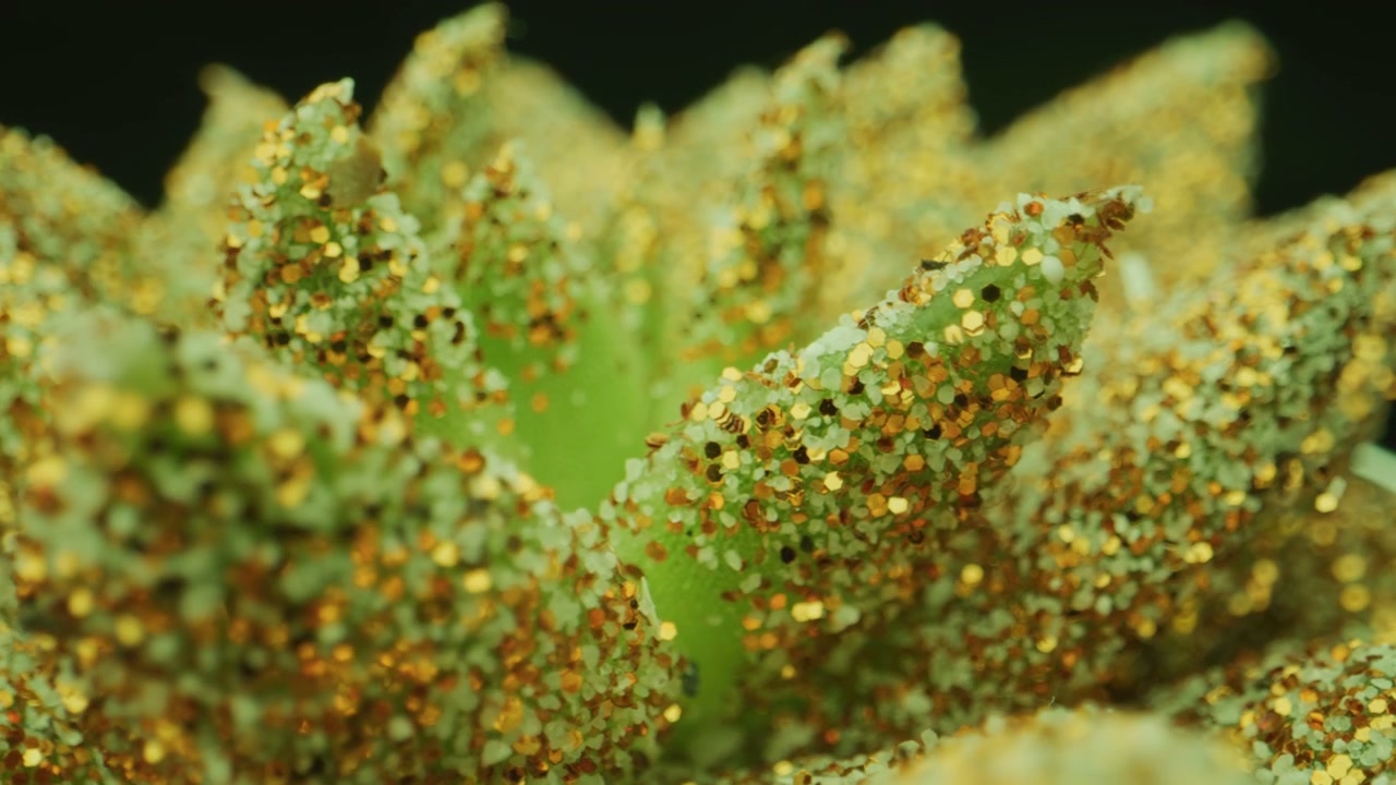 Glittery Succulent Plant Rotating Slowly