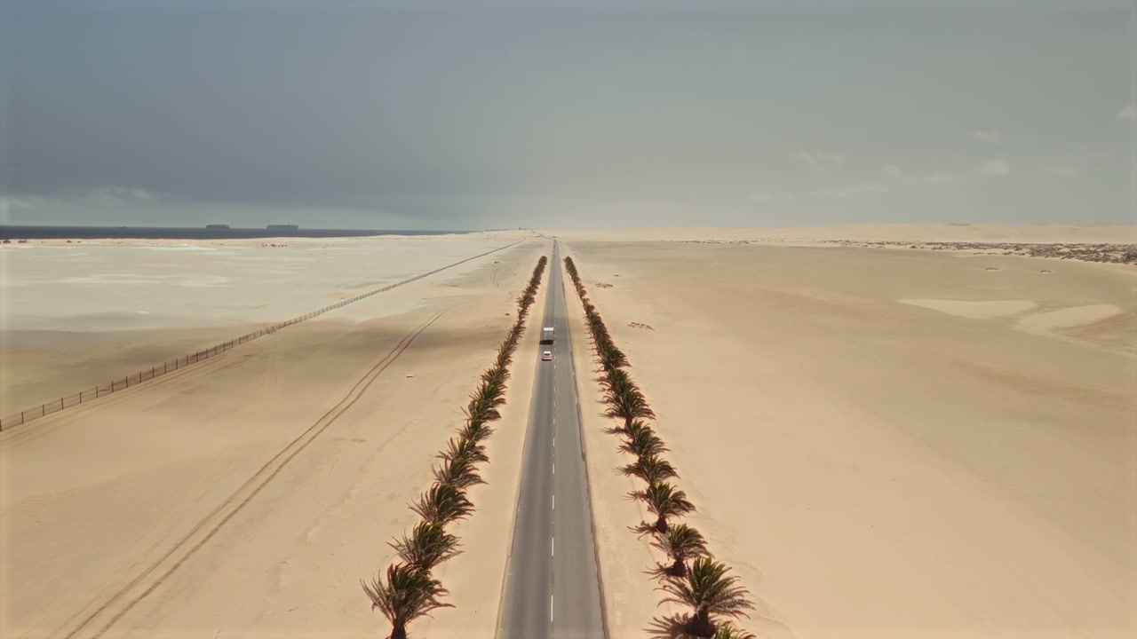 Straight Desert Road Lined with Palm Trees