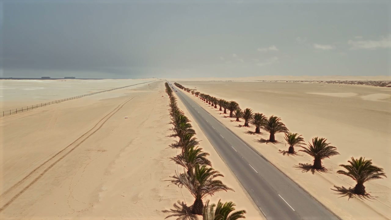 Desert Road with Palm Trees