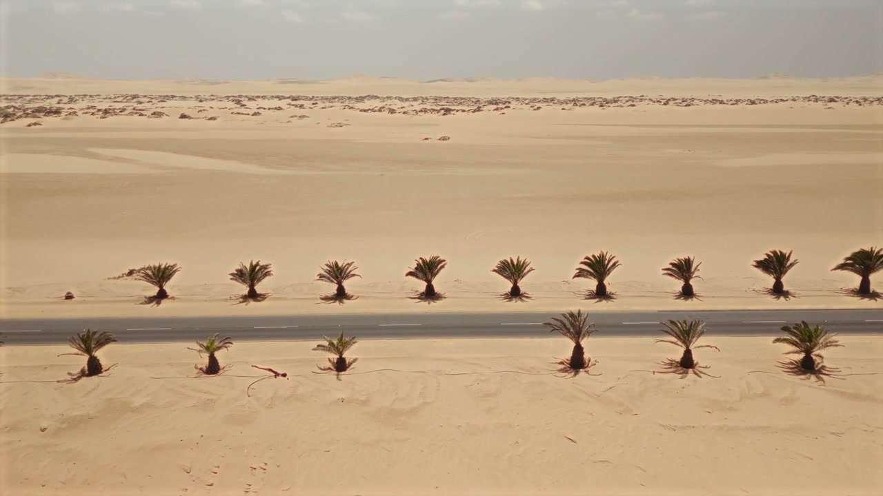 Desert Road Lined with Palm Trees