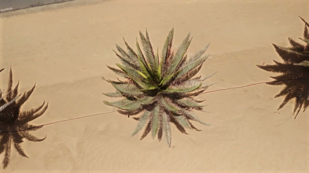 Overhead Drone View of Desert Palm Trees