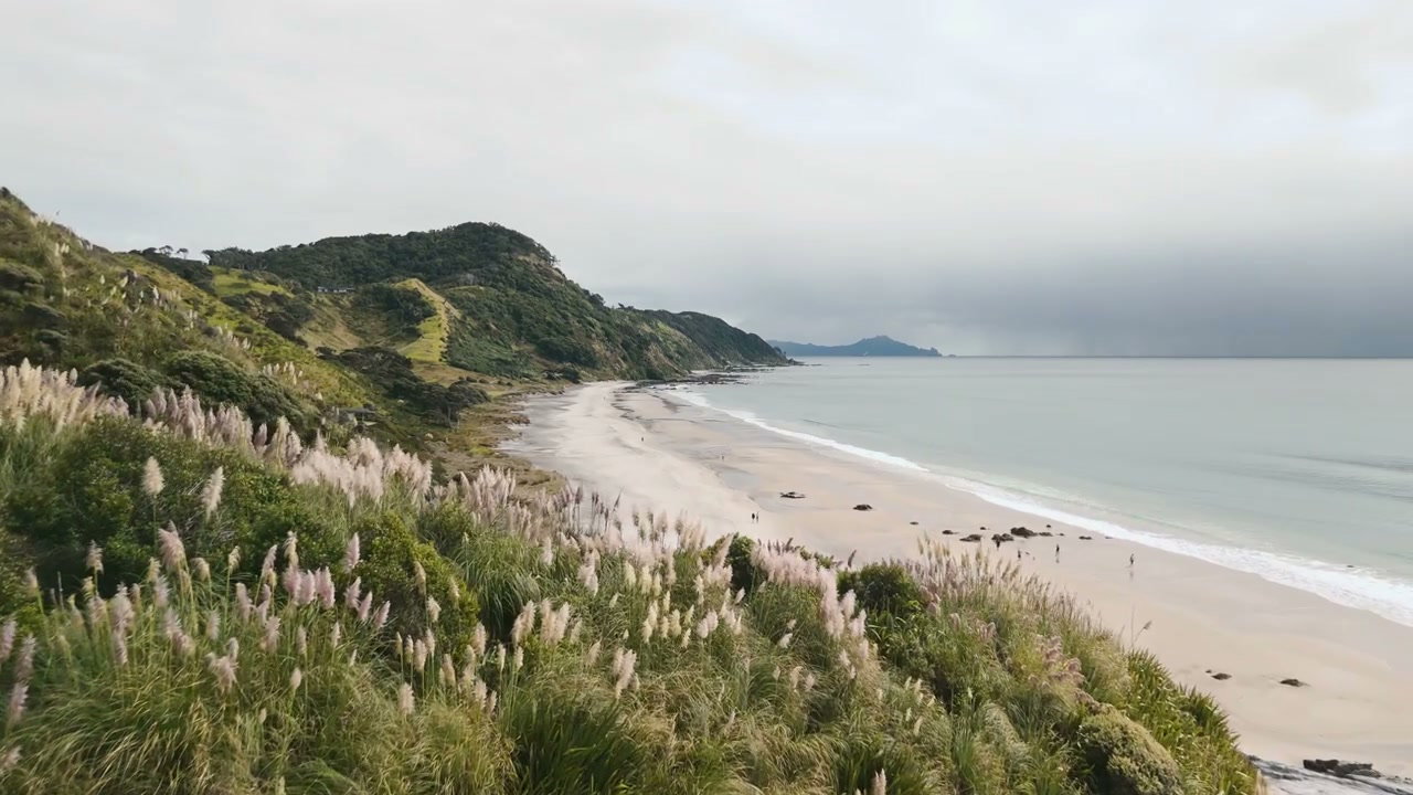 New Zealand Beach with Coastal Hills and Grass