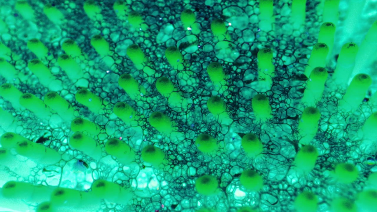 Vibrant Green and Purple Abstract Bubbles