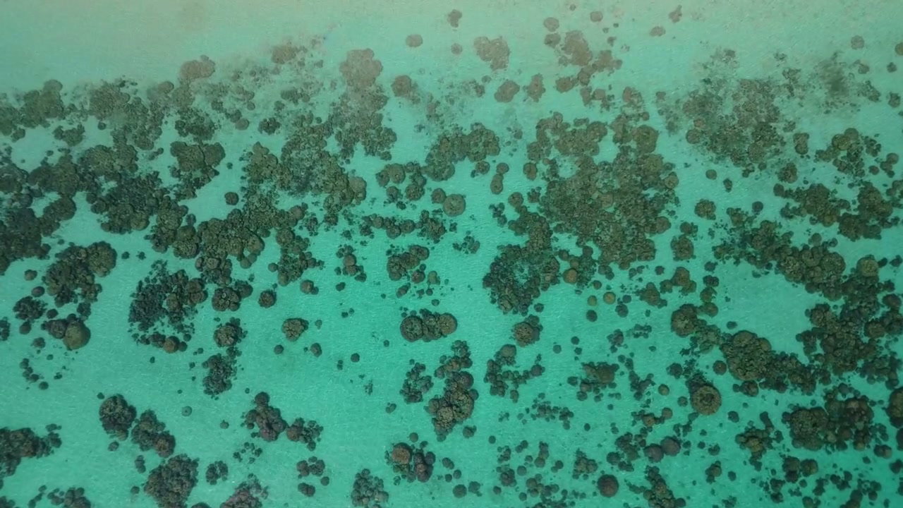 Tropical Coral Reef in Clear Turquoise Water