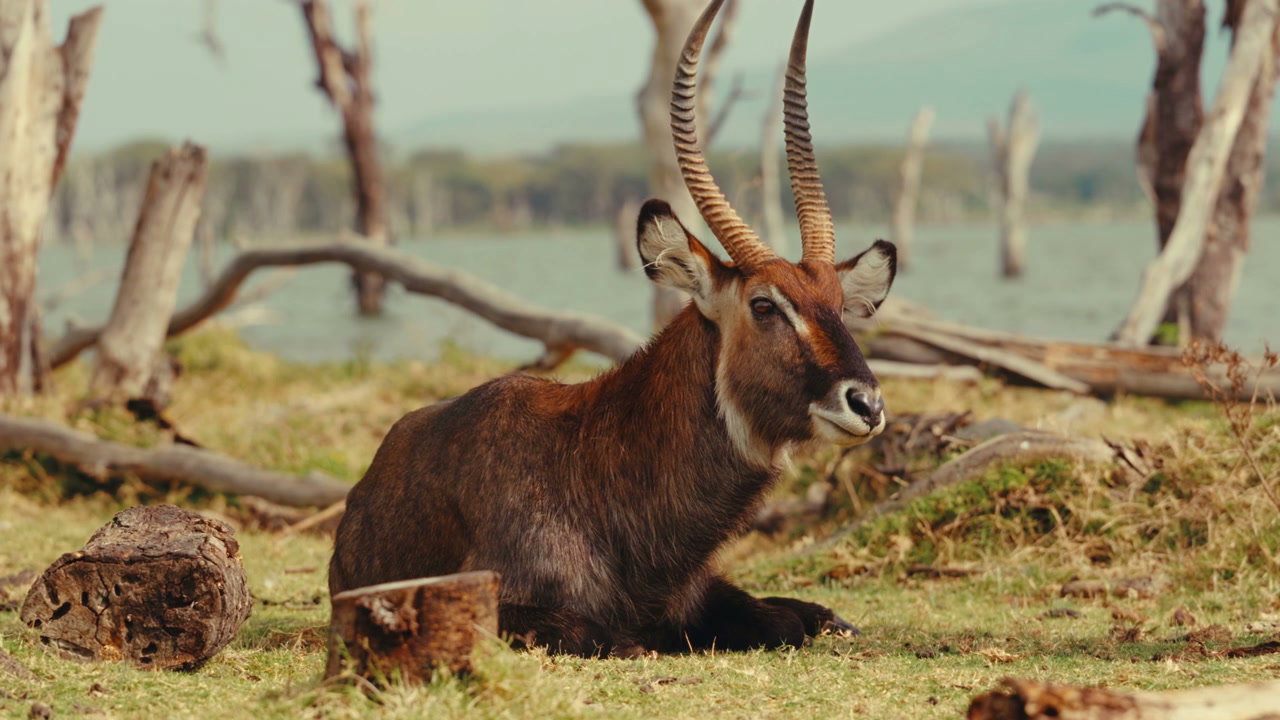 African Waterbuck Resting Near Lake