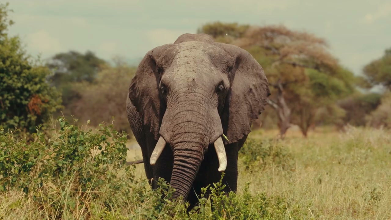 African Elephant Grazing in Savanna
