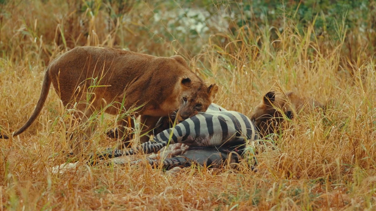 Lionesses Feeding on Zebra Prey