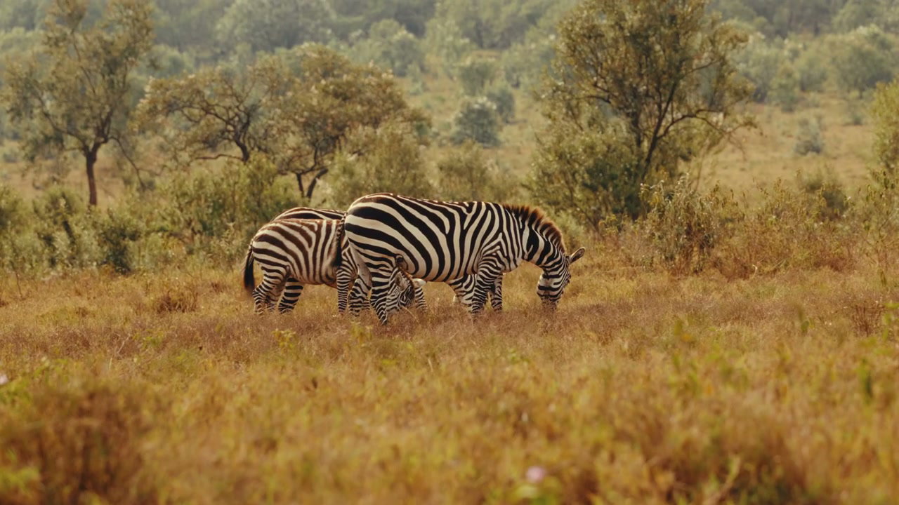 Two Zebras Grazing in African Savanna