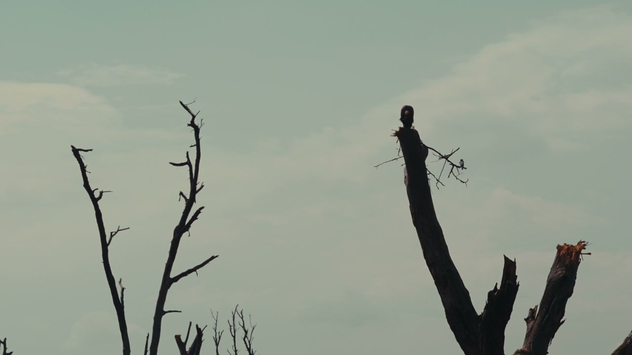African Bird Perched on Dead Tree
