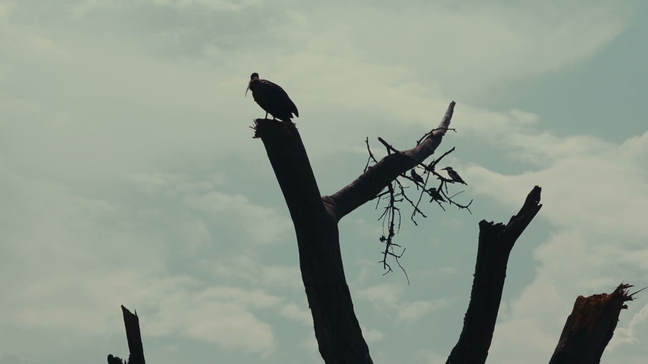Ibis Silhouette Perched on Dead Tree