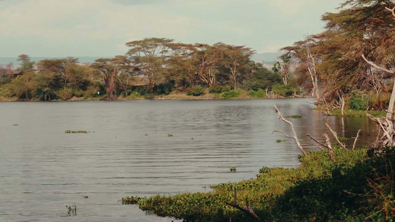 African Lake Landscape with Acacia Trees