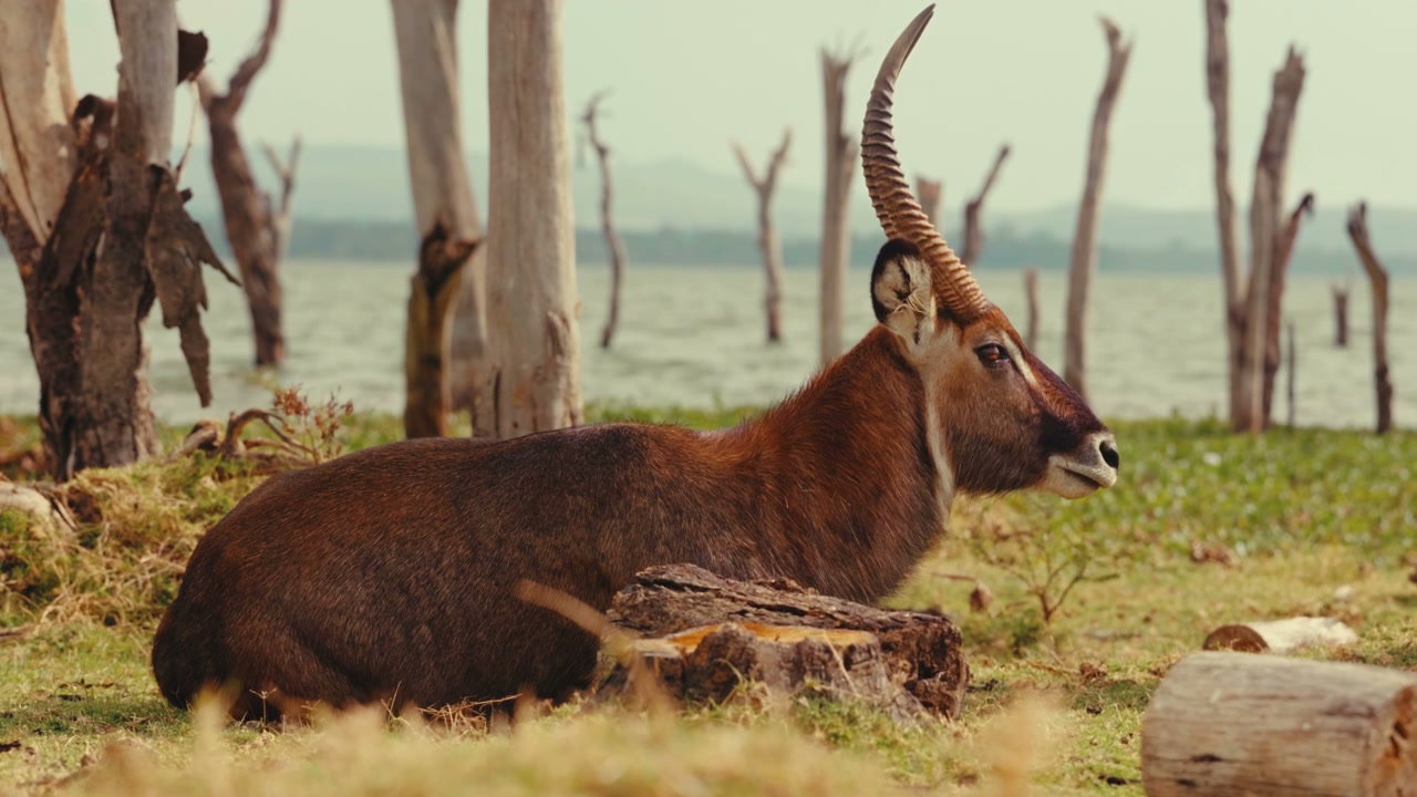 African Waterbuck Resting by Lake