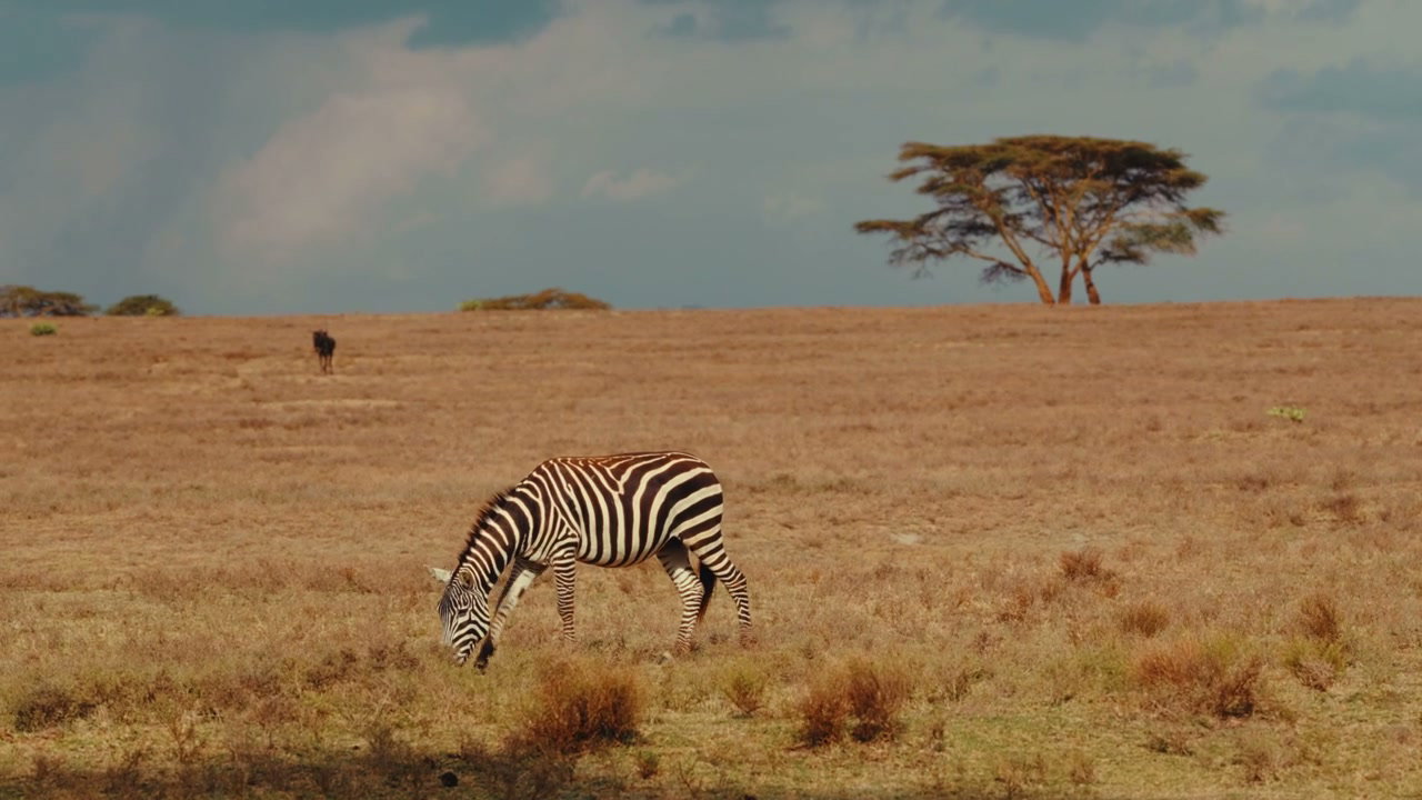 Zebra Grazing in African Savannah