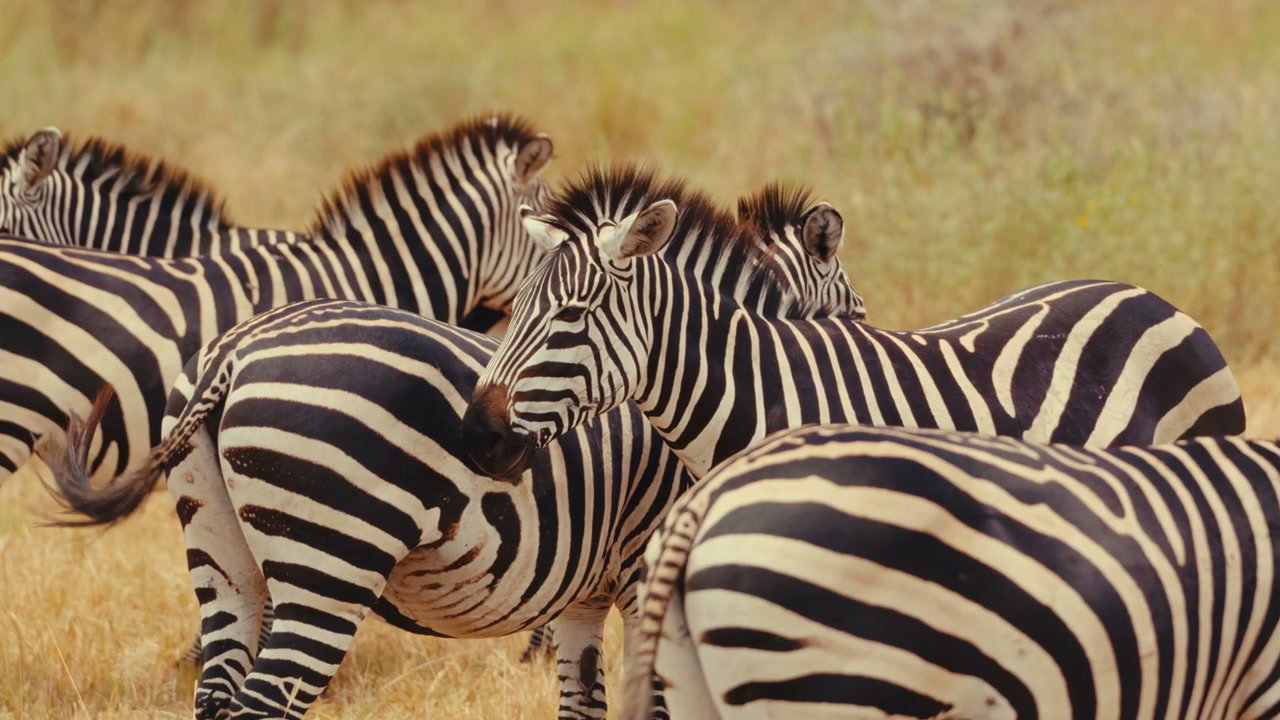 African Zebras in Savanna
