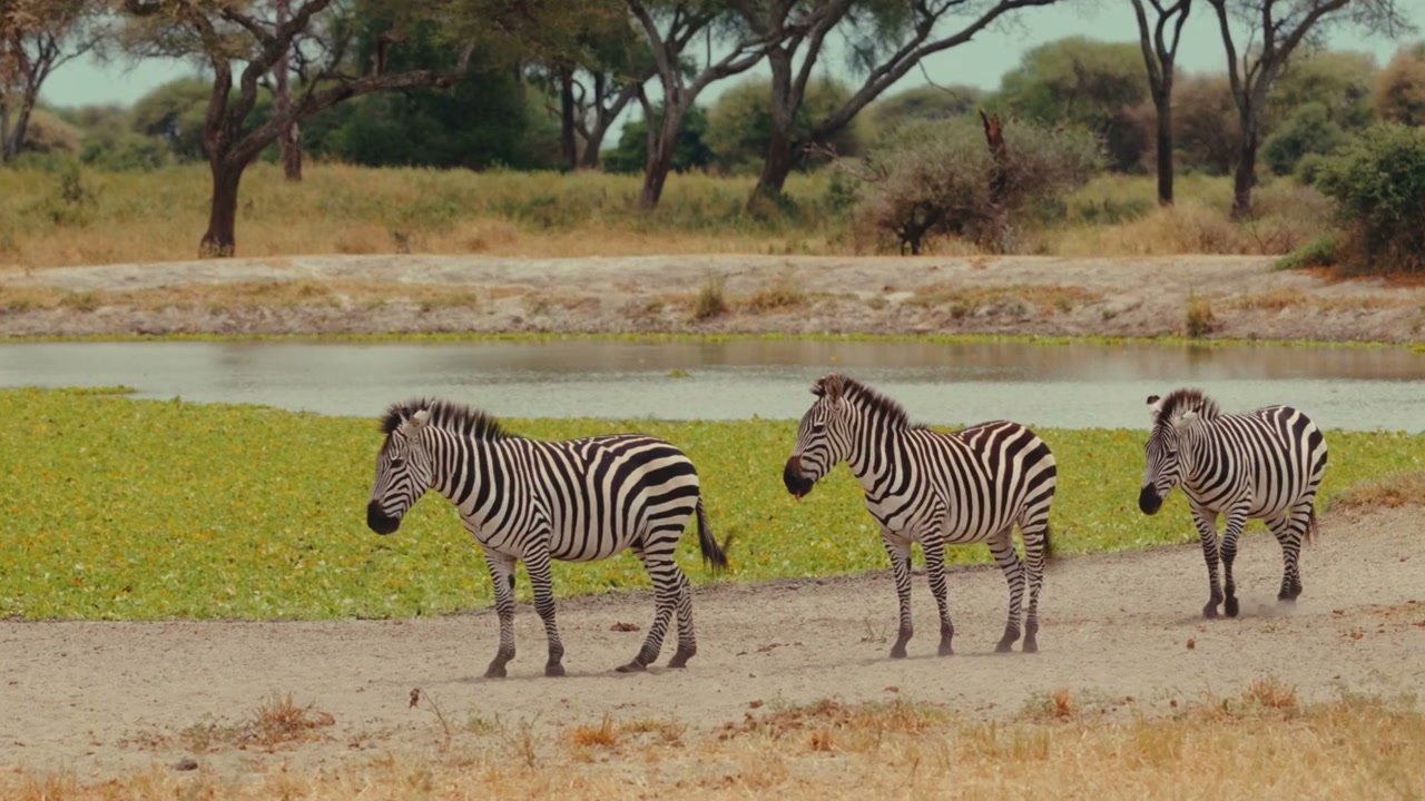 Zebras Walking by Watering Hole in Savanna