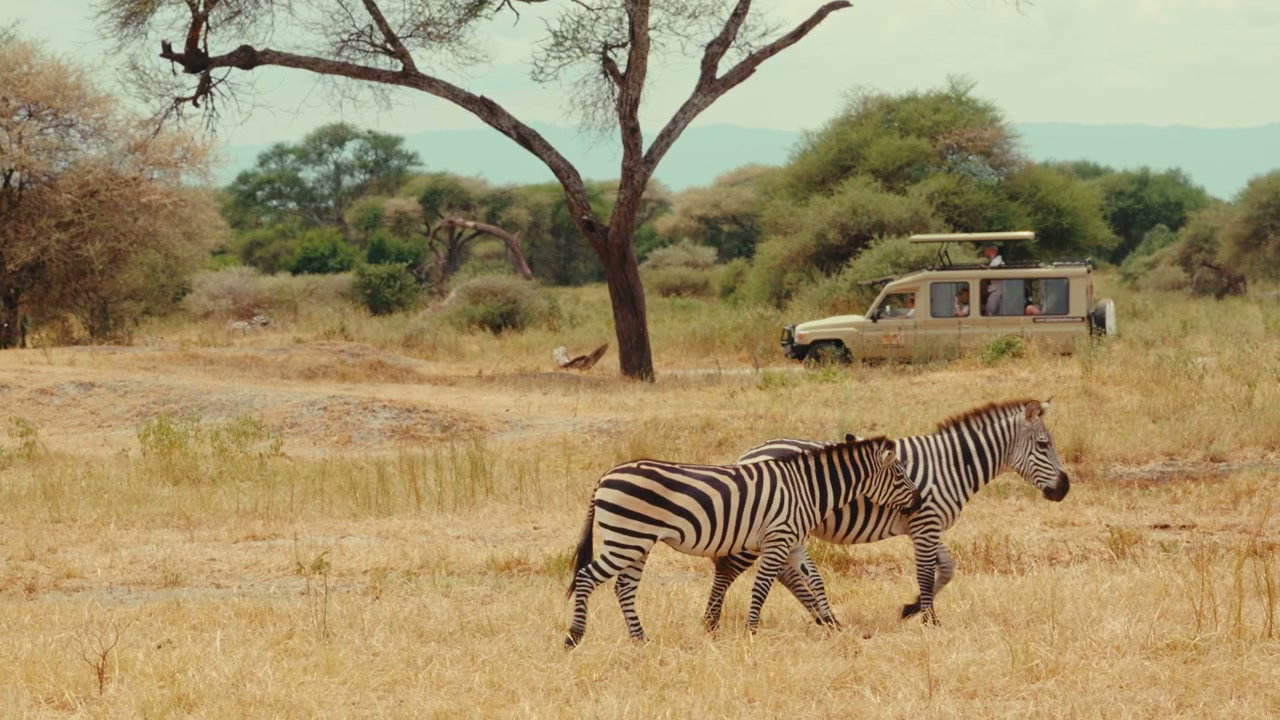 Zebras Walking on African Savanna
