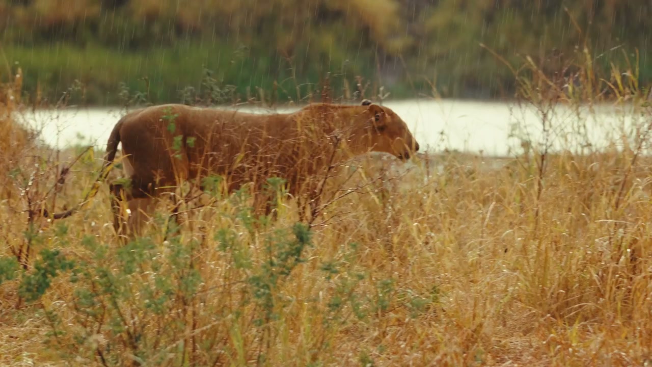 Lioness Walking Through Wet Grass