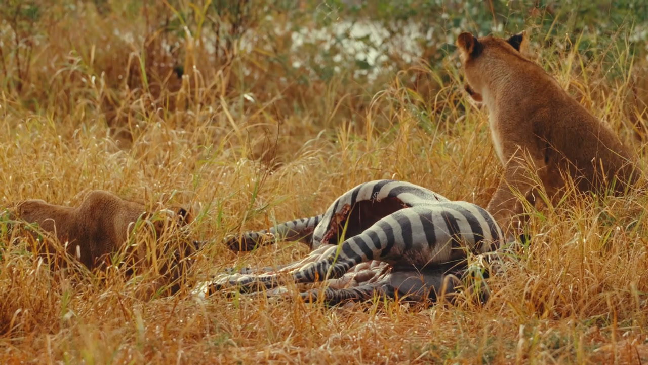 Lionesses with Zebra Carcass in Dry Grass