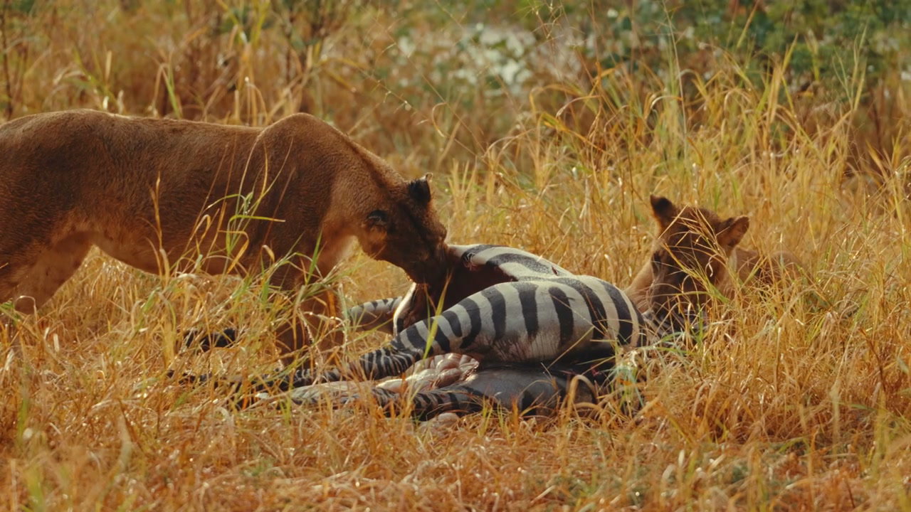 African Lionesses Devouring Zebra Prey