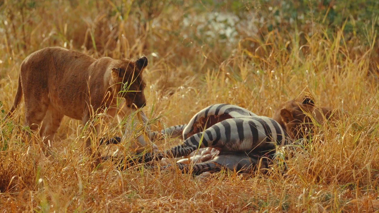 Lions Feeding on Zebra in Dry Grass