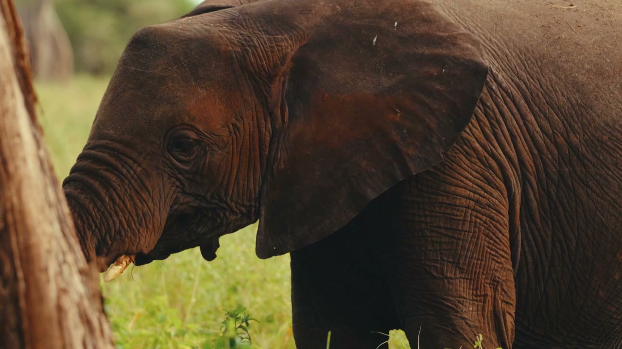 Baby Elephant Eating Grass in African Savannah