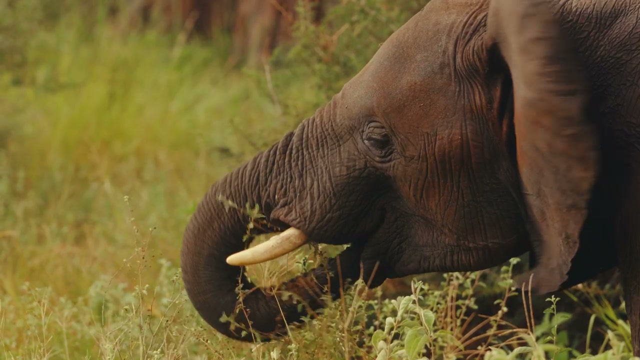 African Elephant Eating Grass