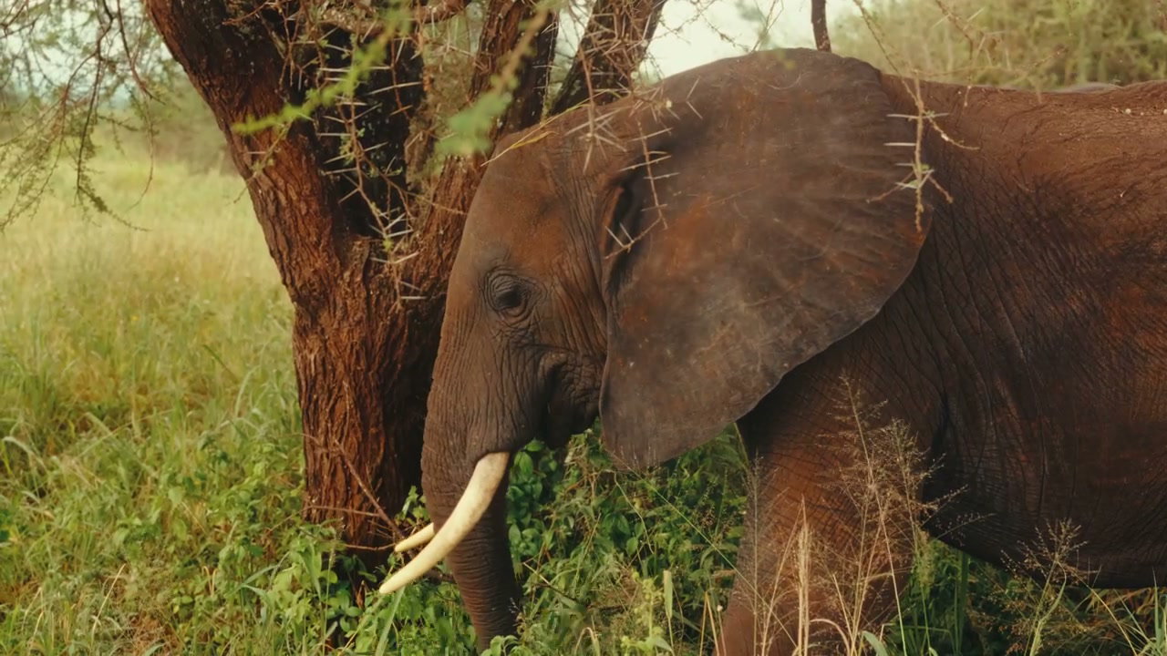 African Elephant Eating in the Bush