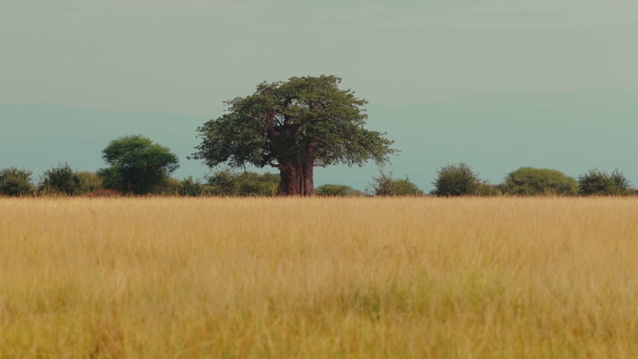 African Savanna Baobab Tree