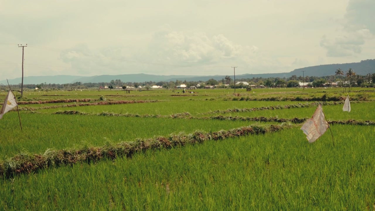 Green Rice Fields in African Landscape