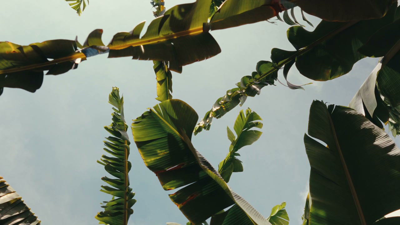 Tropical Banana Leaves Against Blue Sky