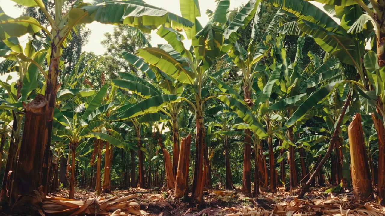Lush Banana Plantation