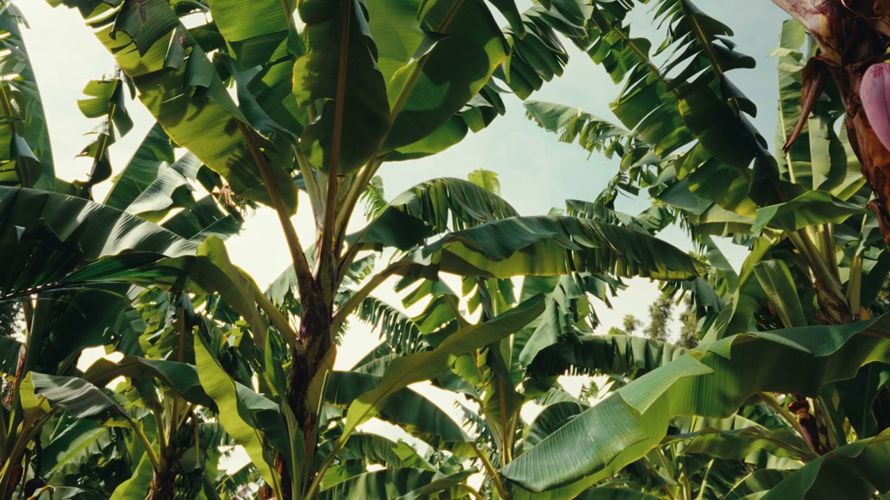 Tropical Banana Tree Plantation with Swaying Leaves