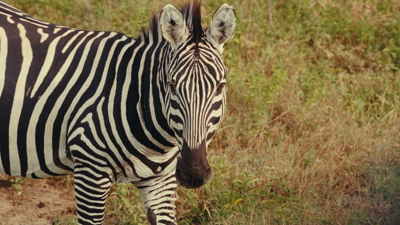 Zebra Looking at Camera in Grassland
