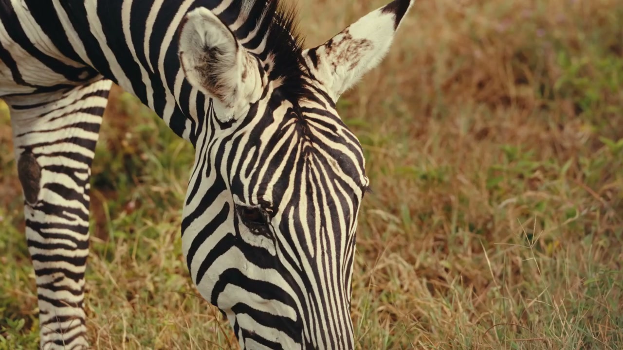 Zebra Grazing in Savanna