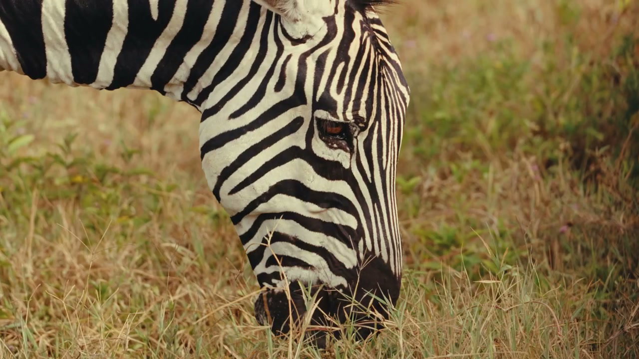 Zebra Grazing in African Savanna Grass