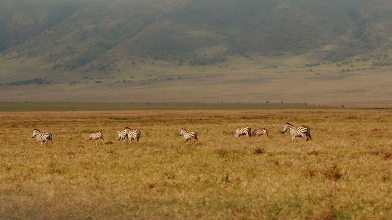 Zebras and Foals Grazing on African Plains