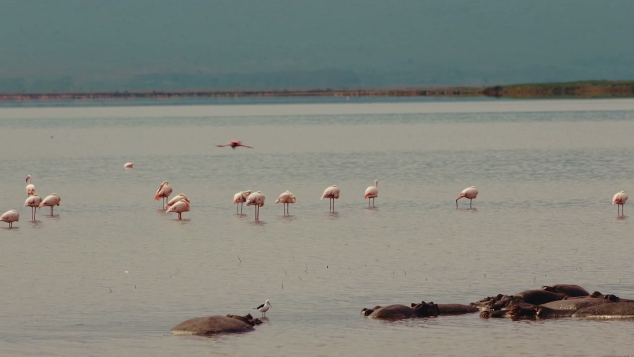 Flamingos and Hippos in an African Lake