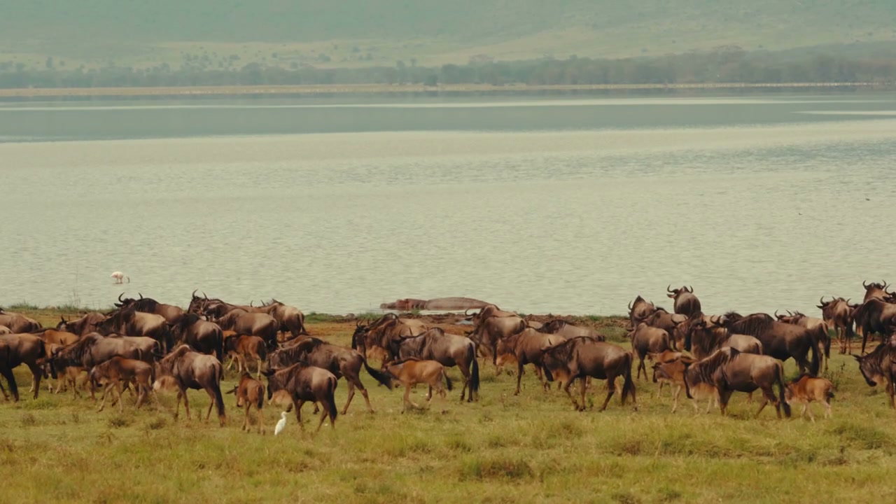 Wildebeest Herd Walking Along Lake Shore