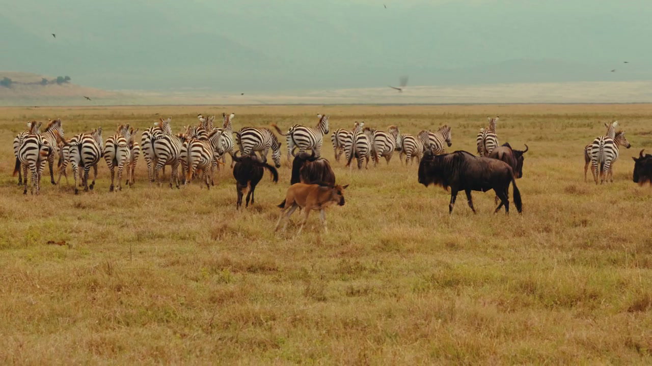 Wildebeest and Zebra Herd on African Plains