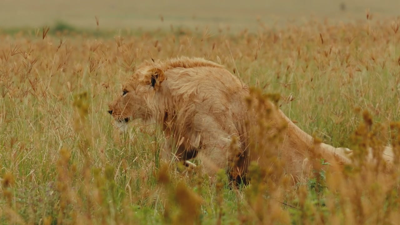 Young Male Lion Rises in African Savanna Grass