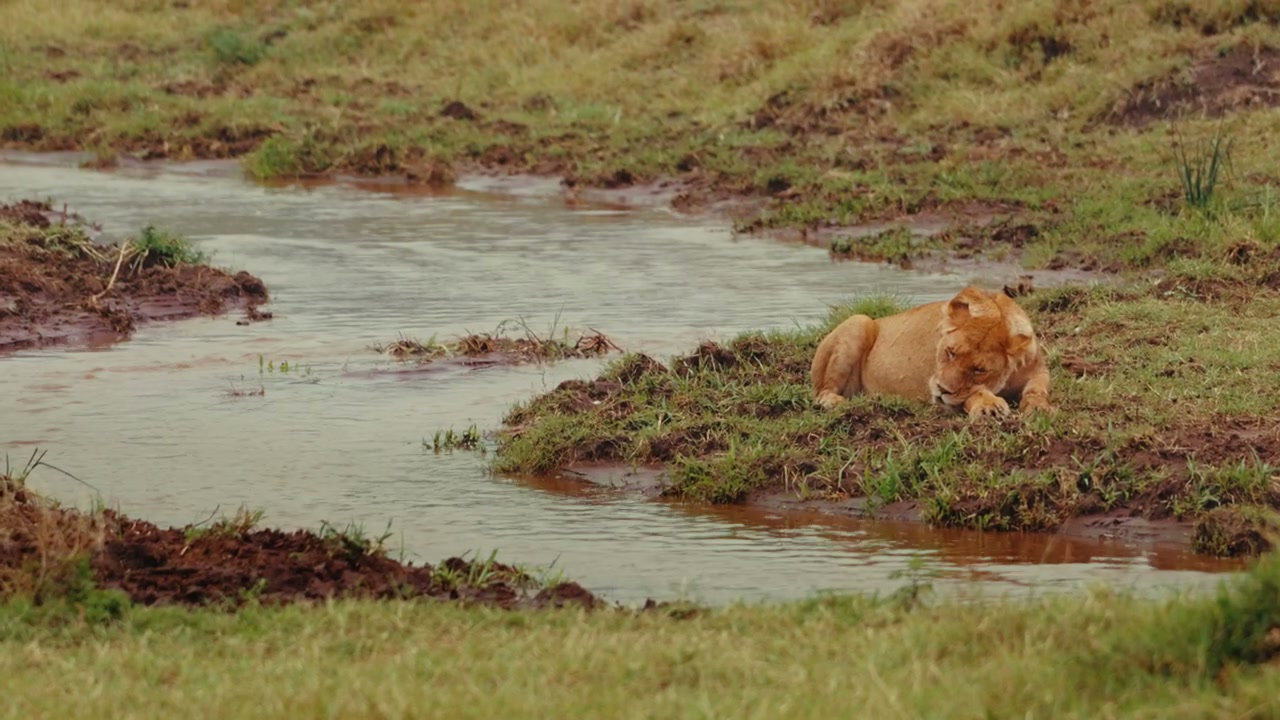 Lioness Lying by Stream in African Savanna