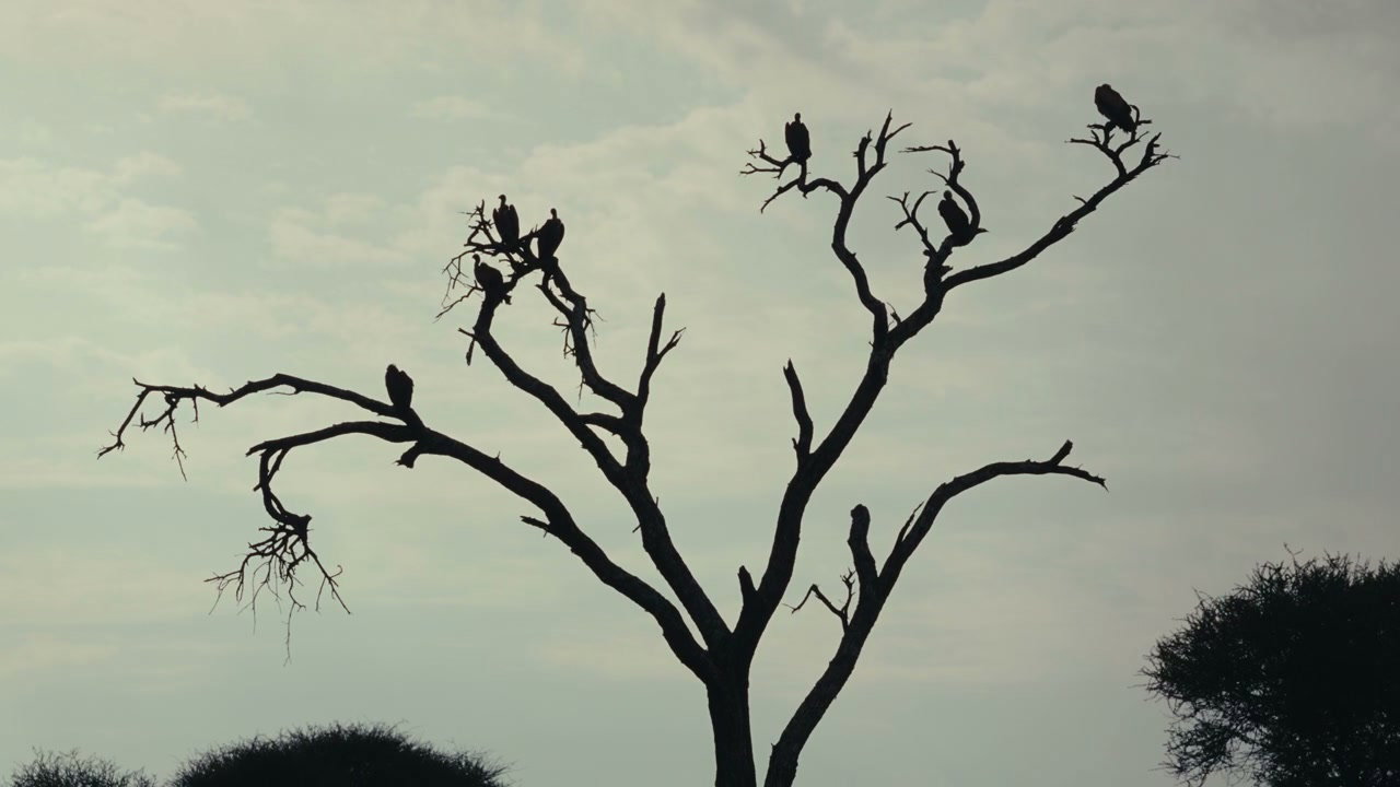 Vultures Perched on Bare Tree Silhouette
