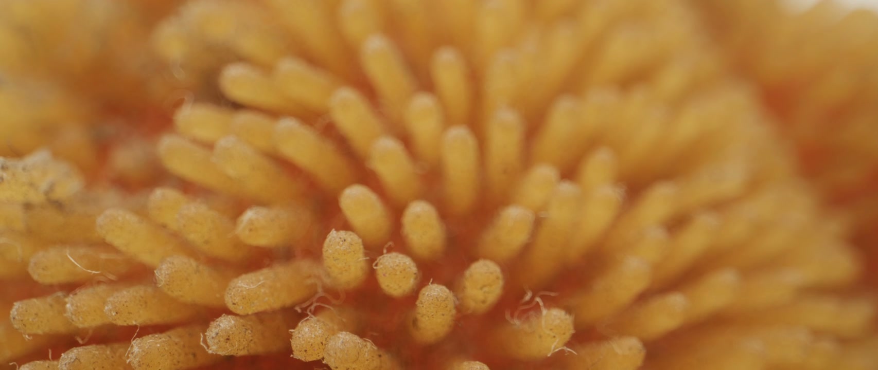 Close Up Yellow Orange Microfiber Texture