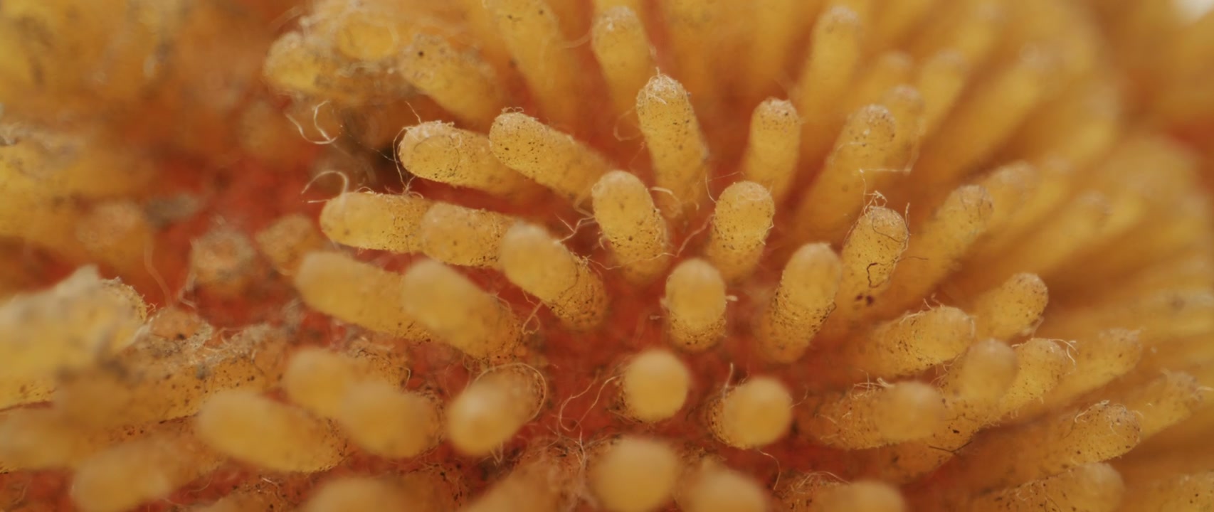 Macro View of Organic Yellow Texture