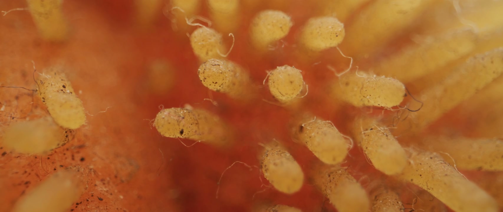 Organic Fibrous Macro Texture