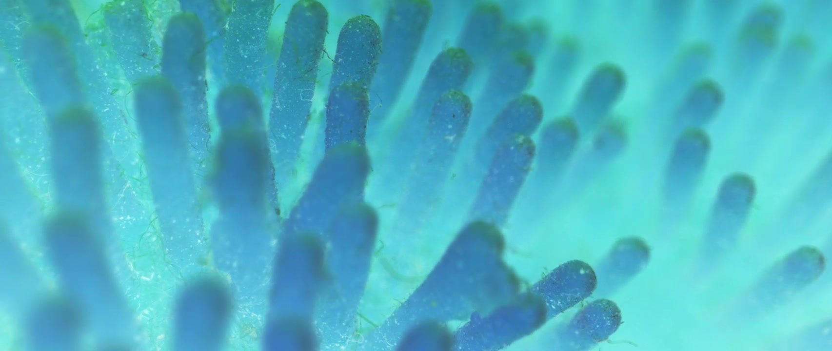 Abstract Organic Microscopic Texture